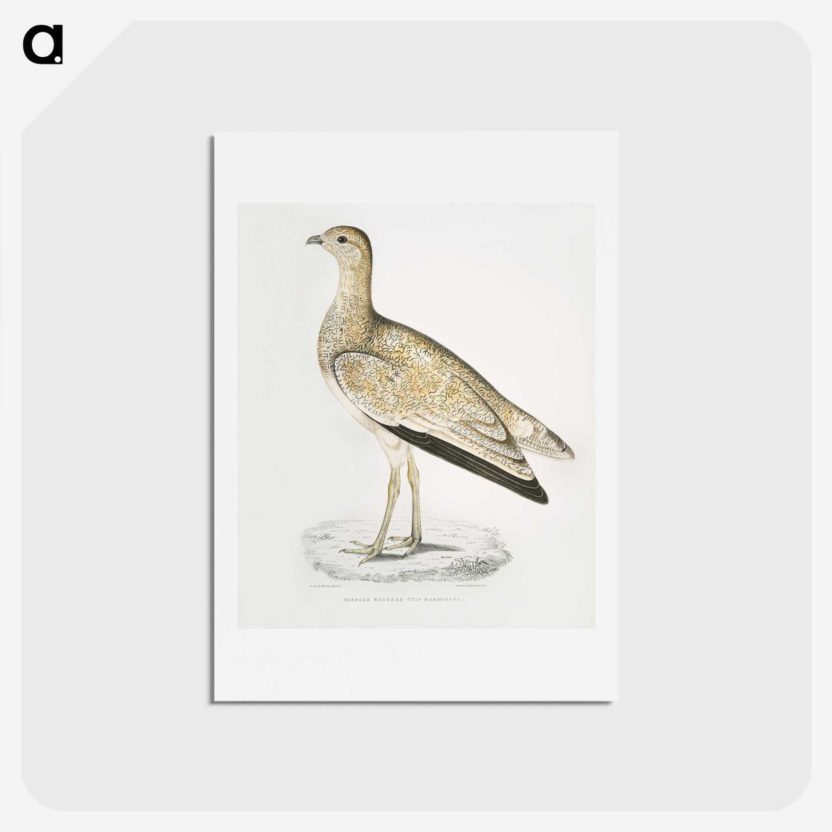2-25_Indian-Zoology_hagaki