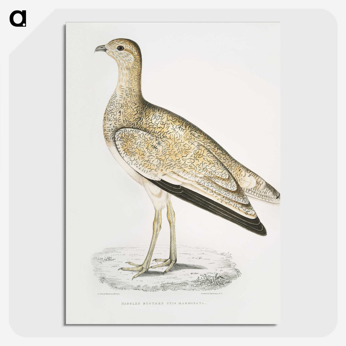 2-25_Indian-Zoology_picture-crop