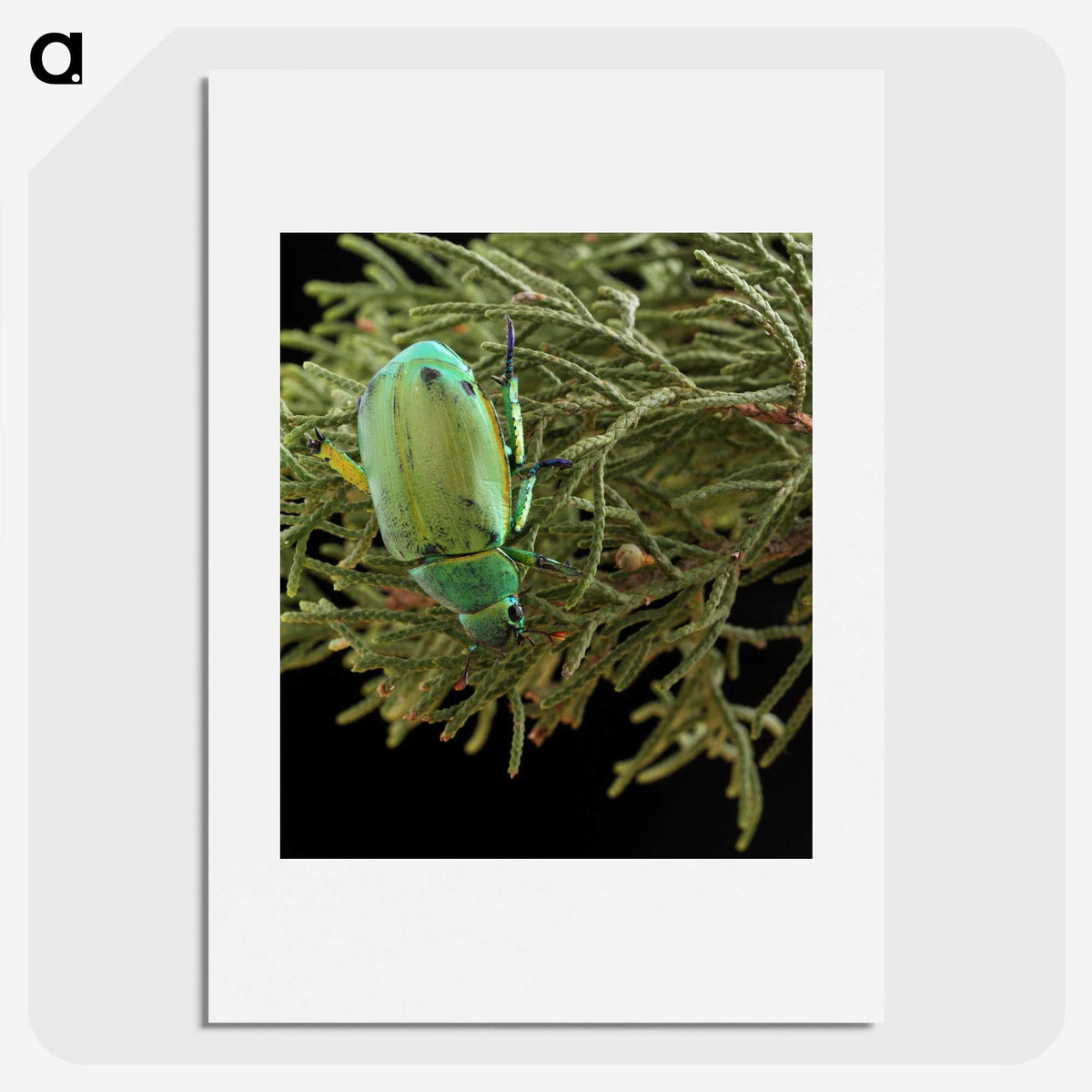 2-25_Insects-Unlocked-Project_picture