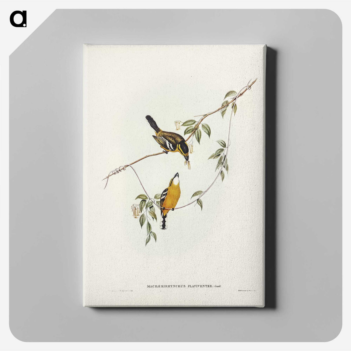 2-25_John-Gould_canvas