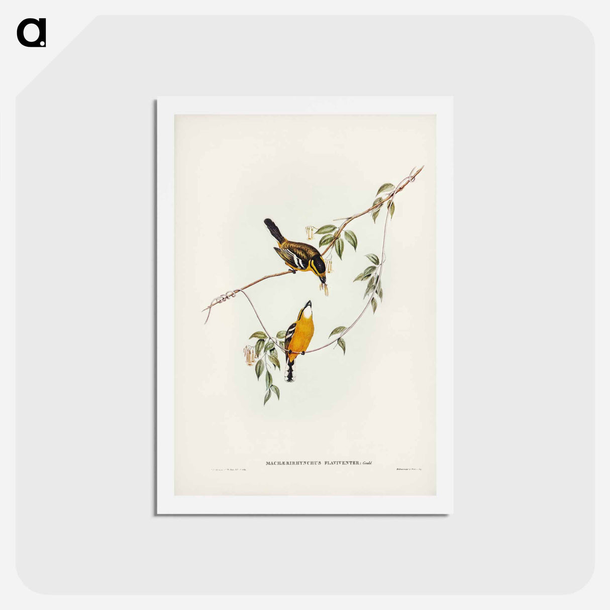 アートポストカード-Yellow-breasted Flycatcher
- ジョン グールド Postcard.