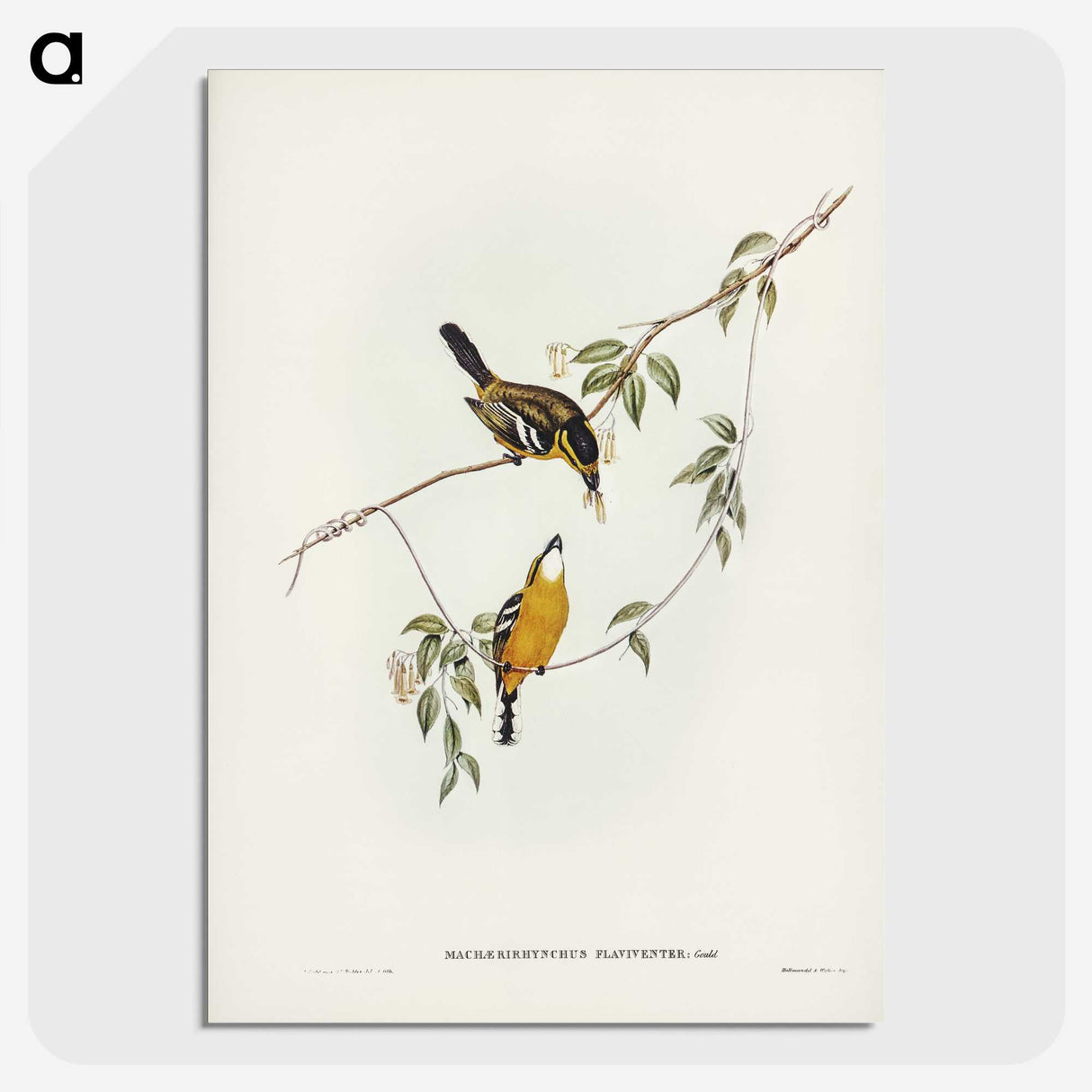 2-25_John-Gould_picture-crop