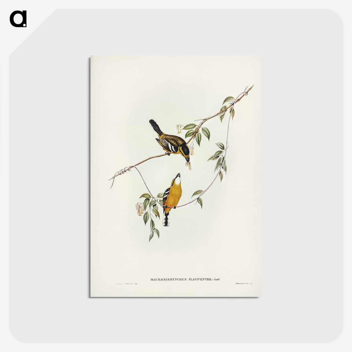 2-25_John-Gould_postcard