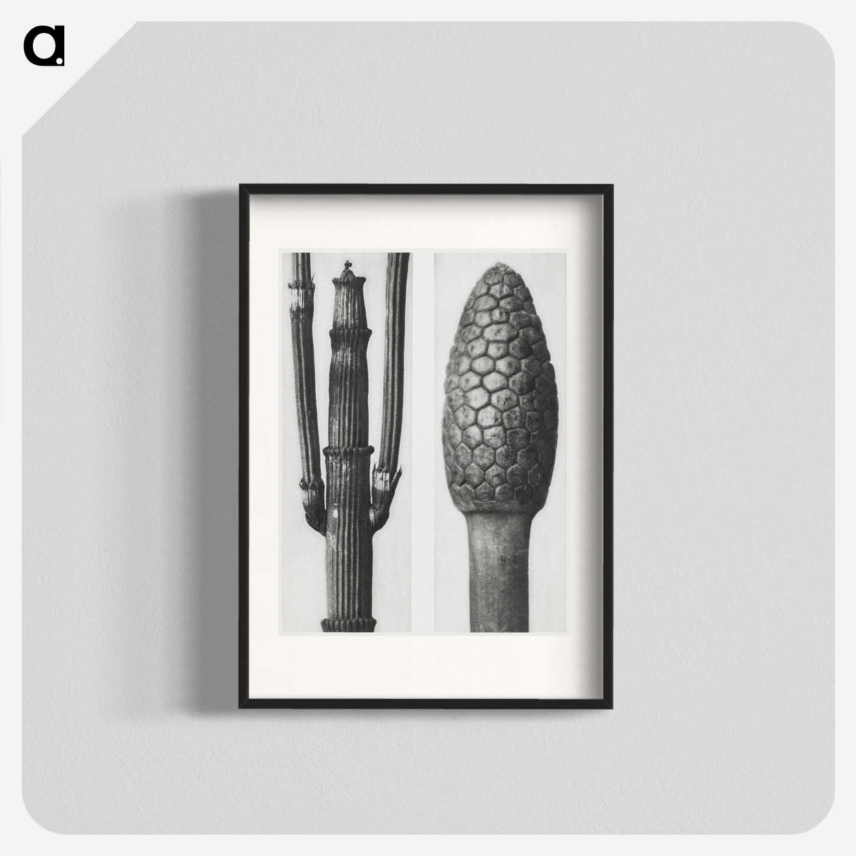 2-25_Karl-Blossfeldt_blk