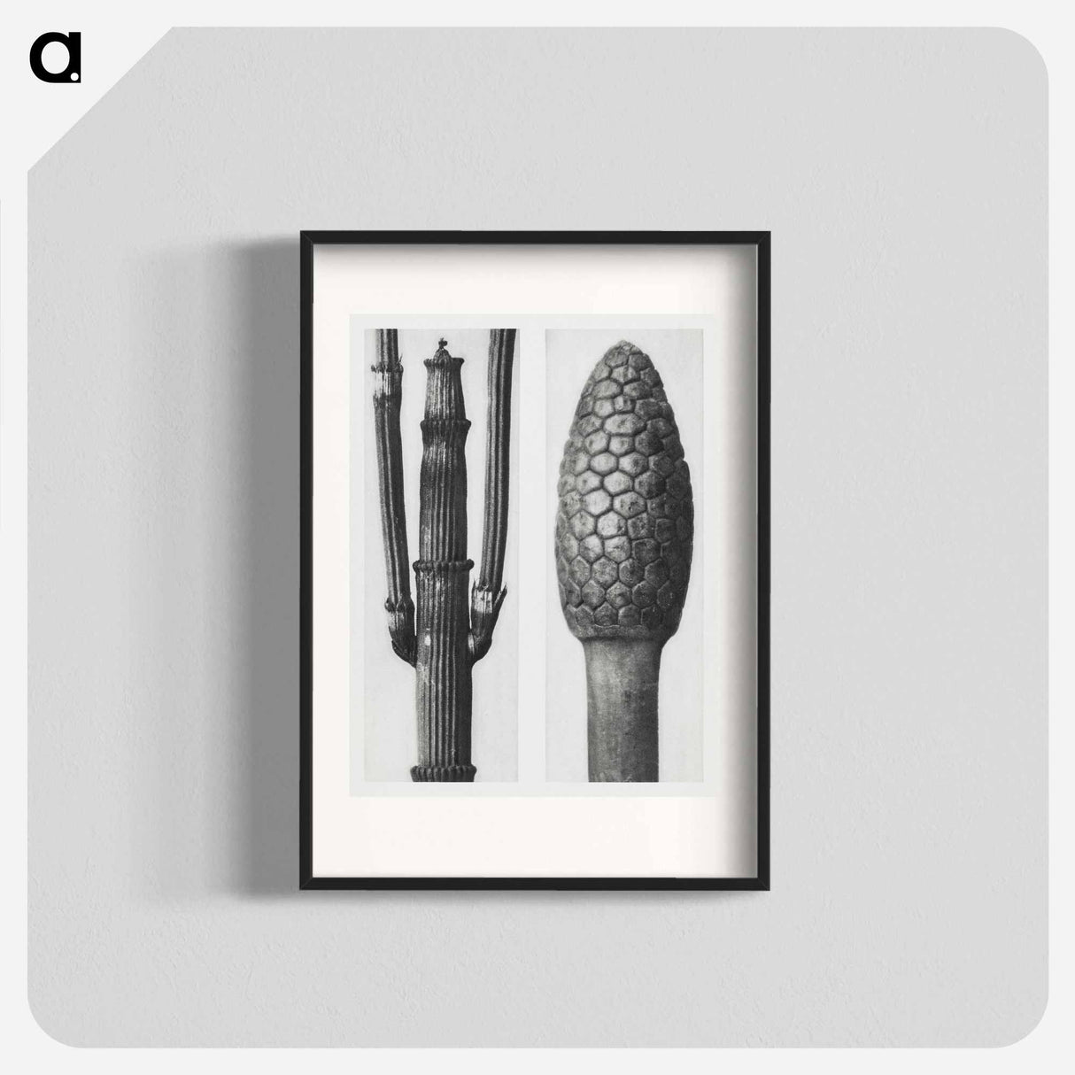 Equisetum Hiemale (Winter Horsetail) enlarged 8 times and Equisetum Arvense (Bottle–Brush or False Horsetail) enlarged 12 times from Urformen der Kunst by - Karl Blossfeldt Poster.