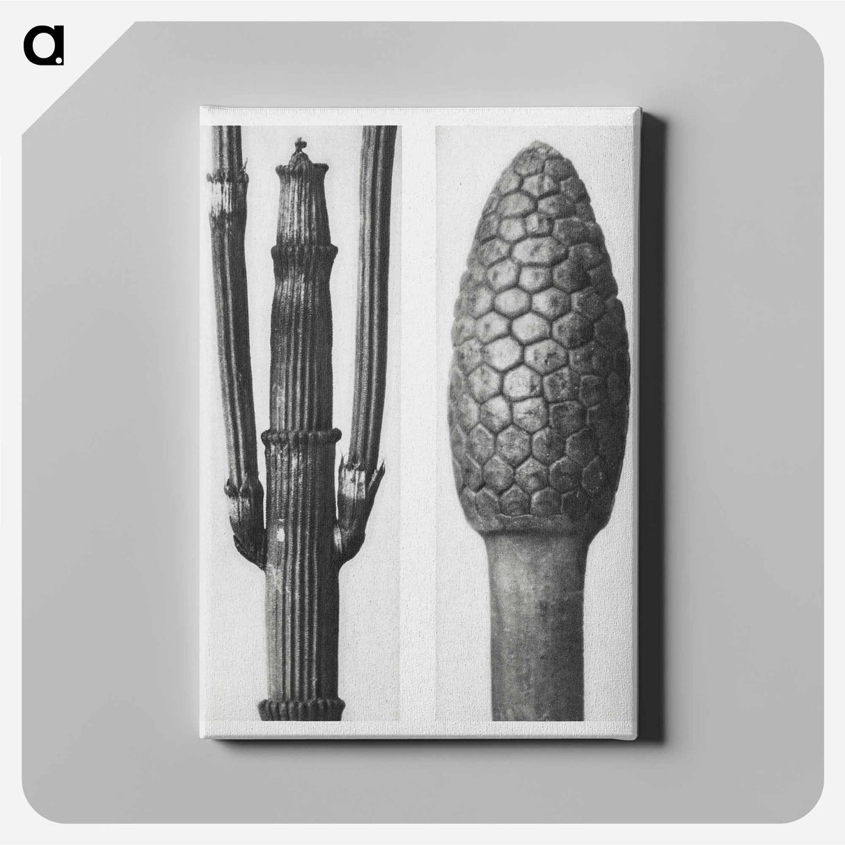 Equisetum Hiemale (Winter Horsetail) enlarged 8 times and Equisetum Arvense (Bottle–Brush or False Horsetail) enlarged 12 times from Urformen der Kunst by - Karl Blossfeld Canvas.