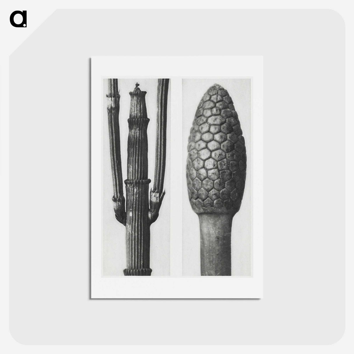 2-25_Karl-Blossfeldt_hagaki