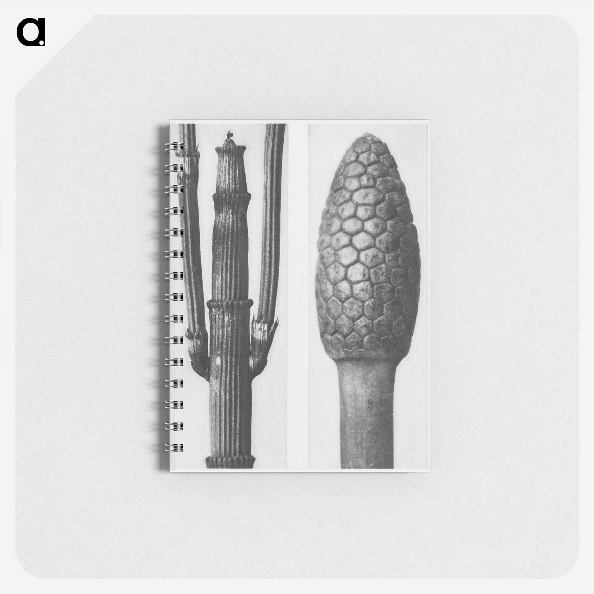 2-25_Karl-Blossfeldt_memo