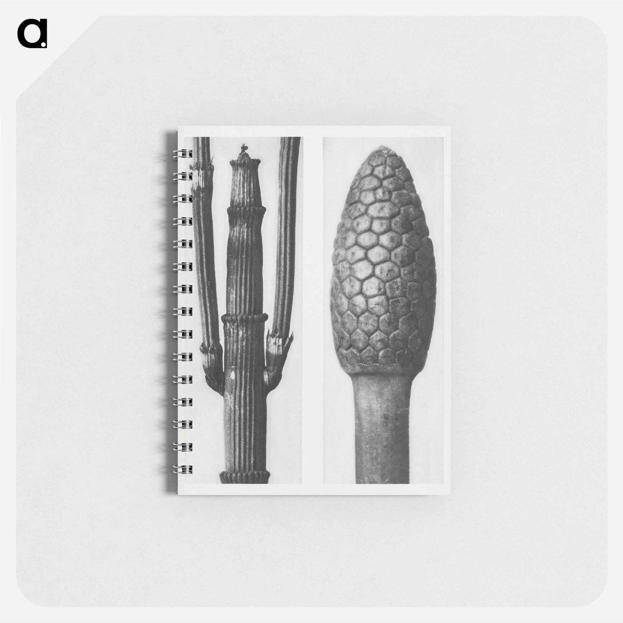 Equisetum Hiemale (Winter Horsetail) enlarged 8 times and Equisetum Arvense (Bottle–Brush or False Horsetail) enlarged 12 times from Urformen der Kunst by - カール ブロスフェルト Memo.
