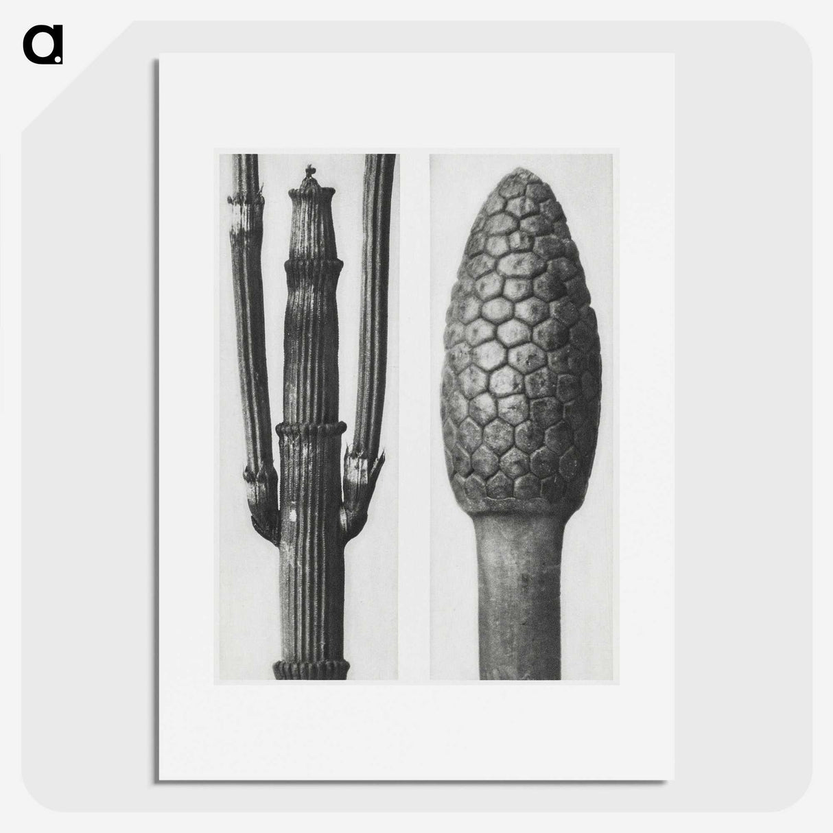 2-25_Karl-Blossfeldt_picture