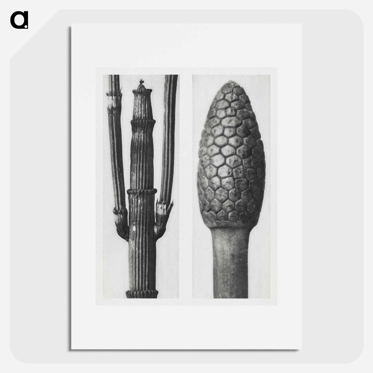 Equisetum Hiemale (Winter Horsetail) enlarged 8 times and Equisetum Arvense (Bottle–Brush or False Horsetail) enlarged 12 times from Urformen der Kunst by - Karl Blossfeldt Poster.