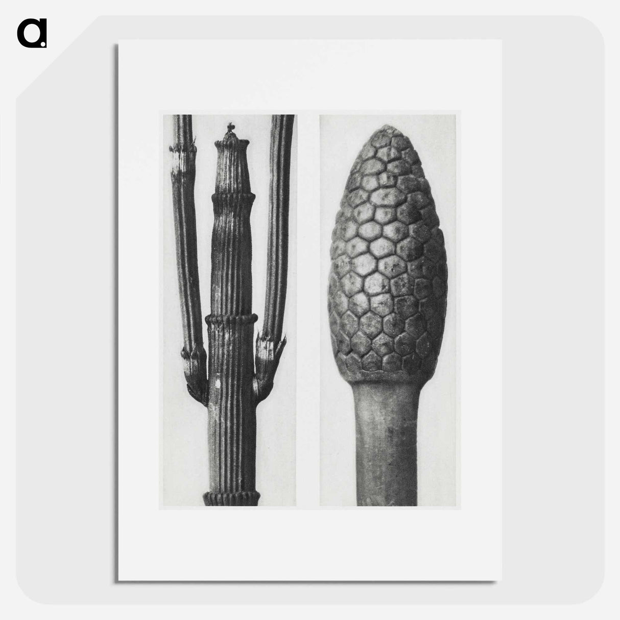 Equisetum Hiemale (Winter Horsetail) enlarged 8 times and Equisetum Arvense (Bottle–Brush or False Horsetail) enlarged 12 times from Urformen der Kunst by - カール ブロスフェルト Poster.