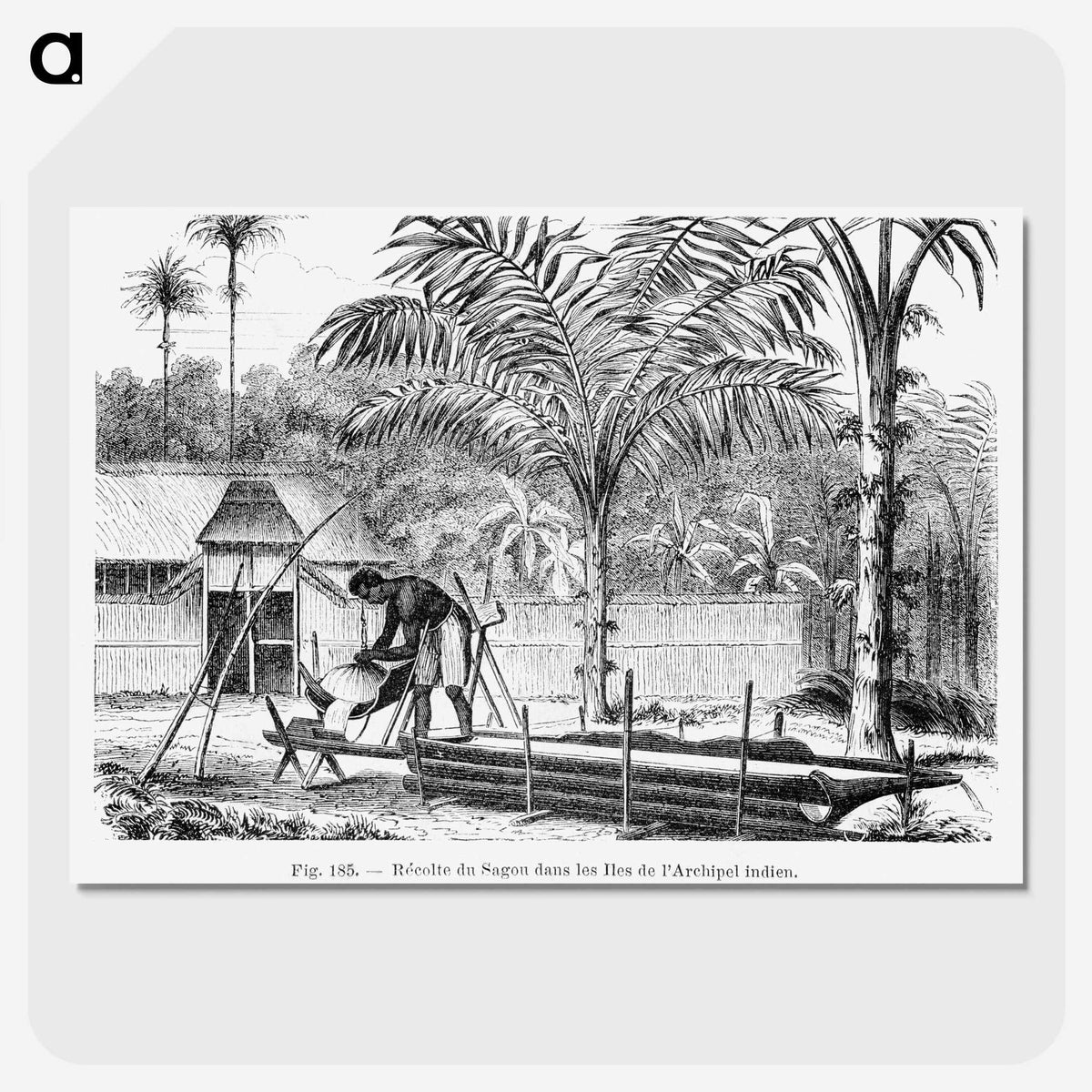 2-25_Les-Palmiers-Histoire-Iconographique_picture-crop