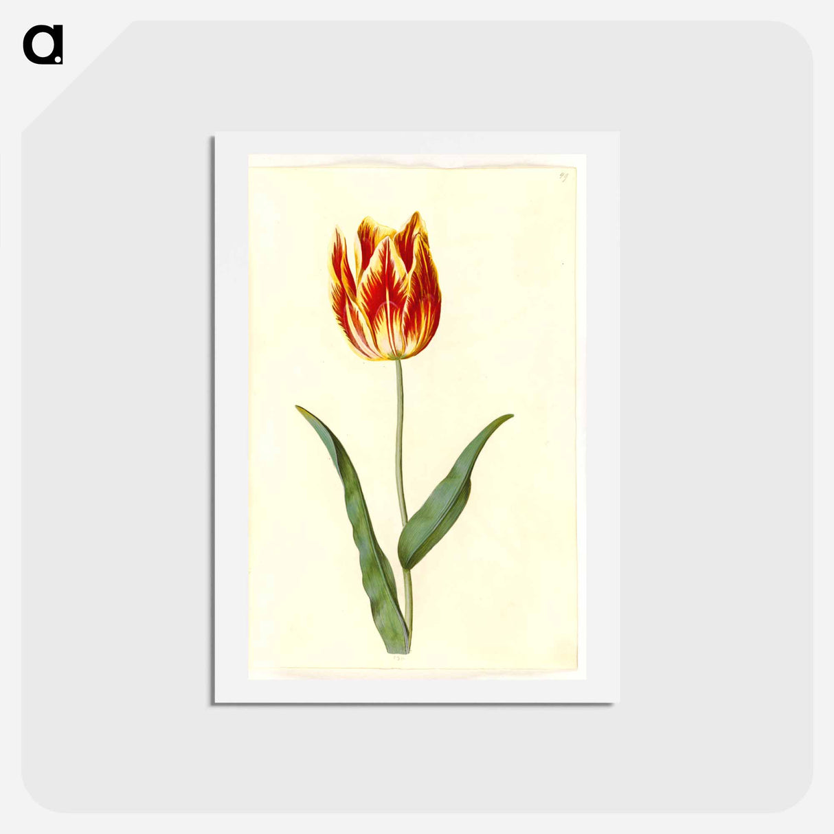 アートポストカード-Tulipa Gesneriana
- マリア ジビーラ メーリアン Postcard.