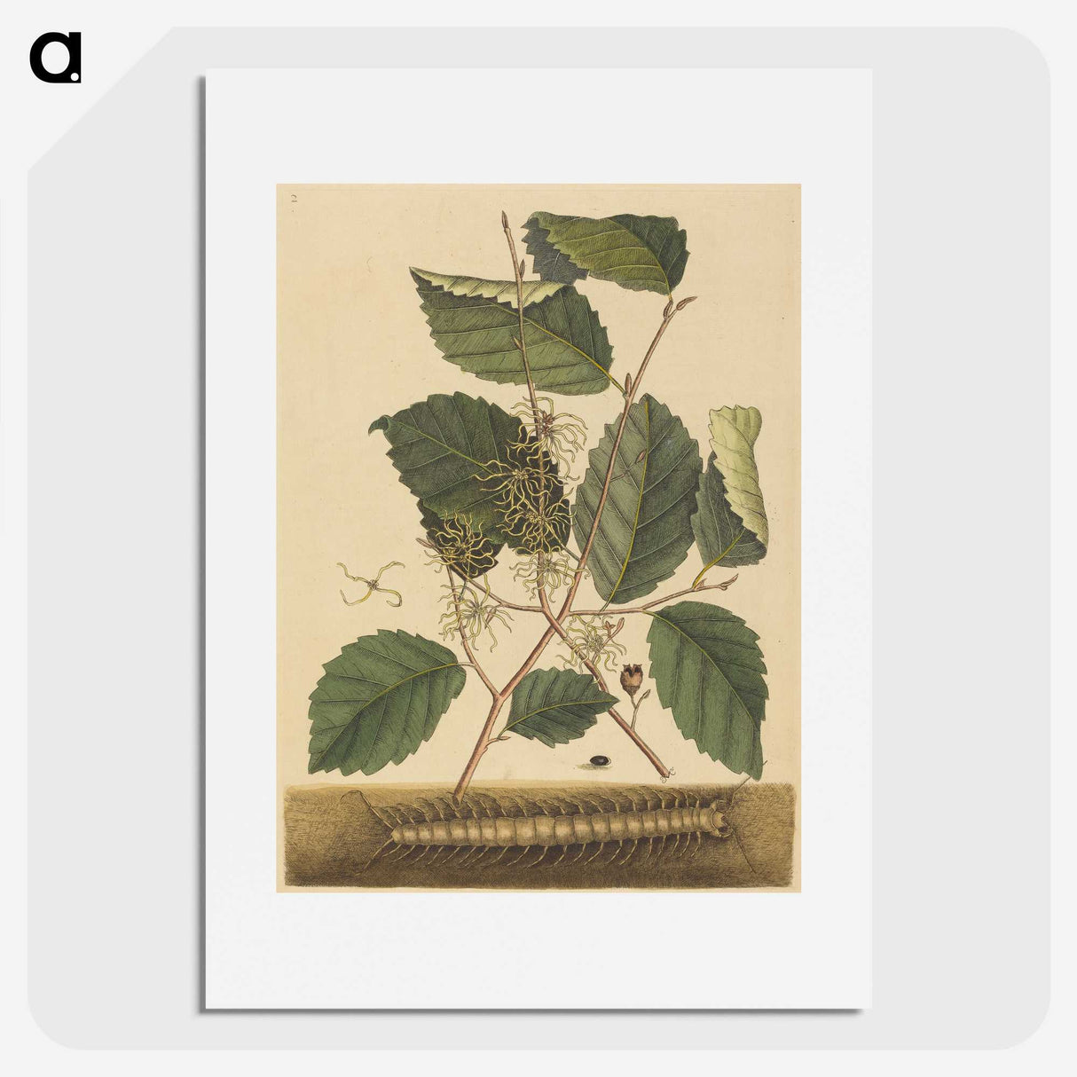 2-25_Mark-Catesby_picture