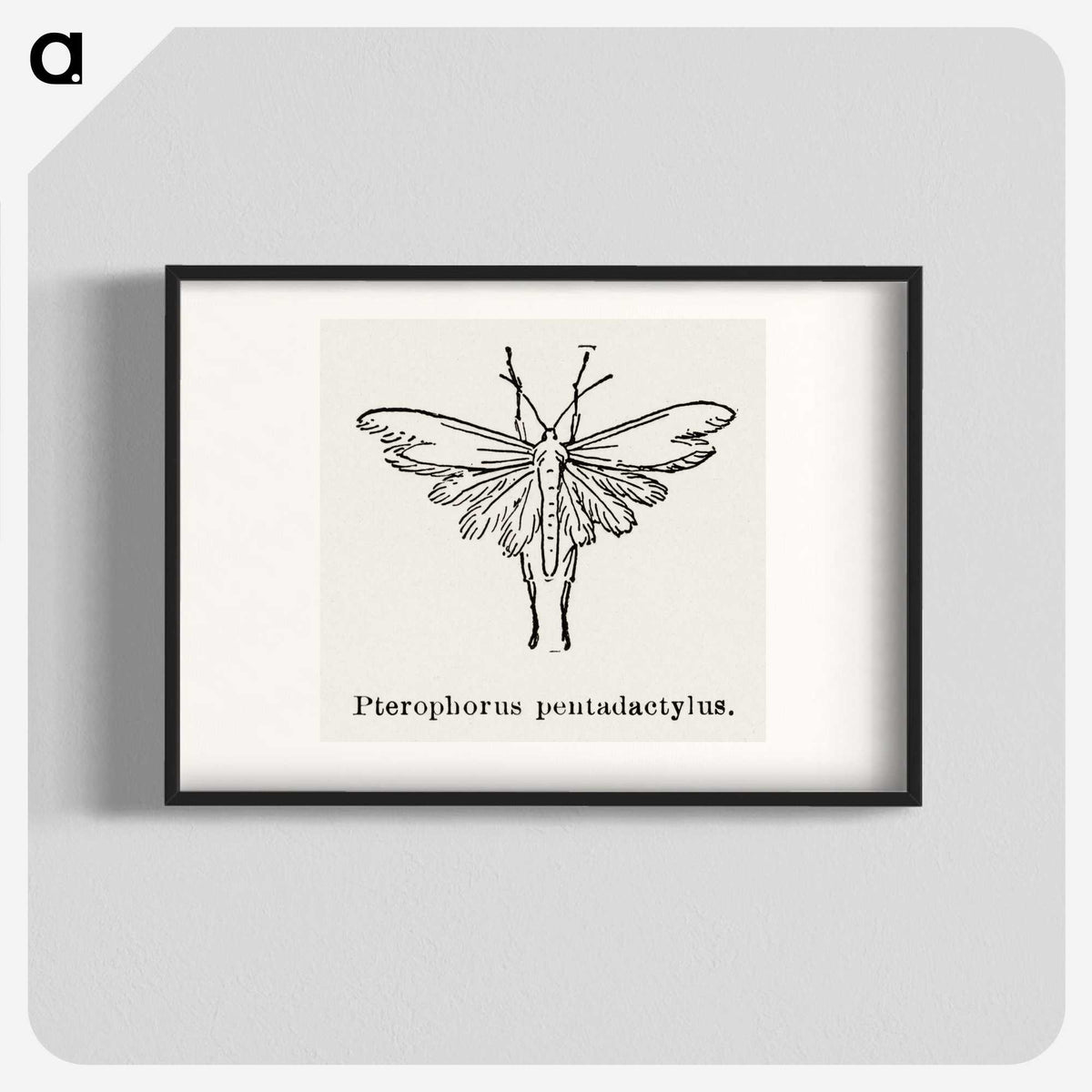 2-25_Moths-and-Butterflies-of-the-United-States_blk
