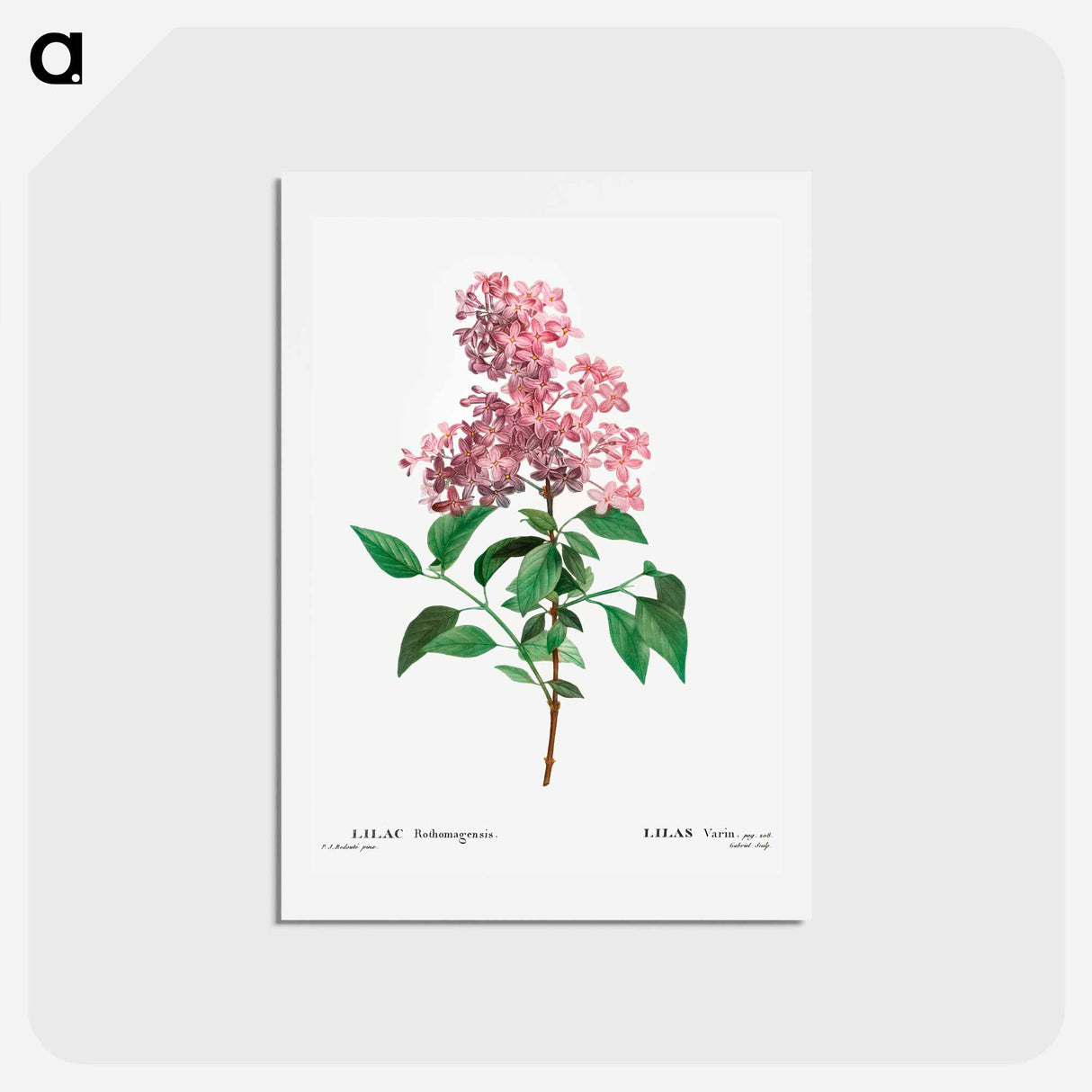 アートポストカード-Chinese lilac - ピエール ジョゼフ ルドゥーテ Postcard.