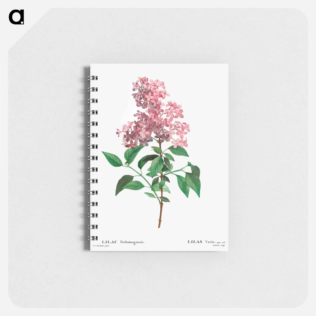 Chinese lilac - ピエール ジョゼフ ルドゥーテ Memo.