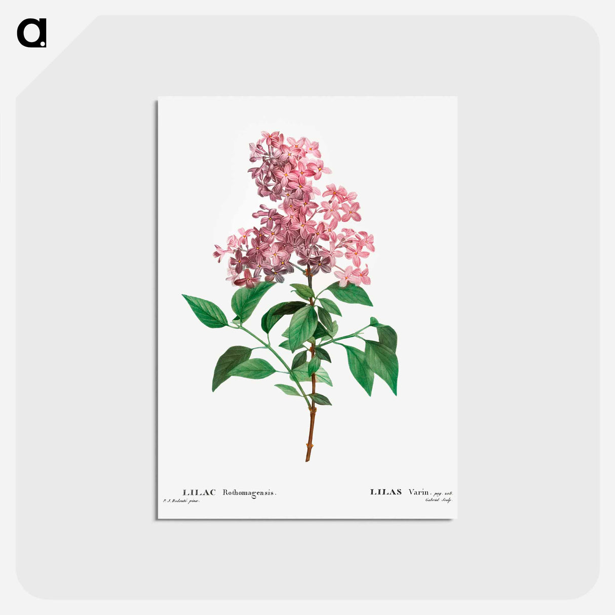 アートポストカード-Chinese lilac - ピエール ジョゼフ ルドゥーテ Postcard.