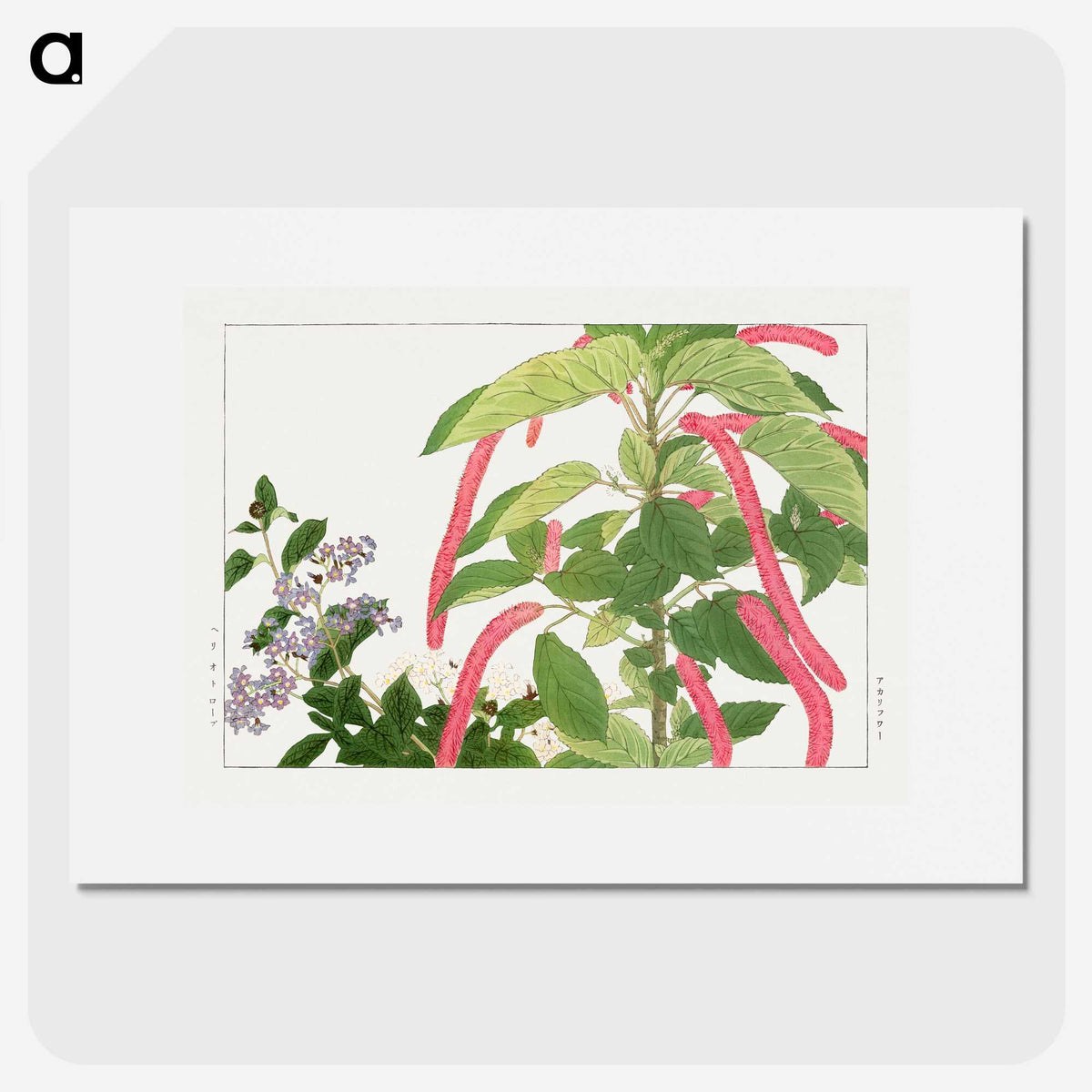2-25_Seiyo-Soka-Zufu_picture