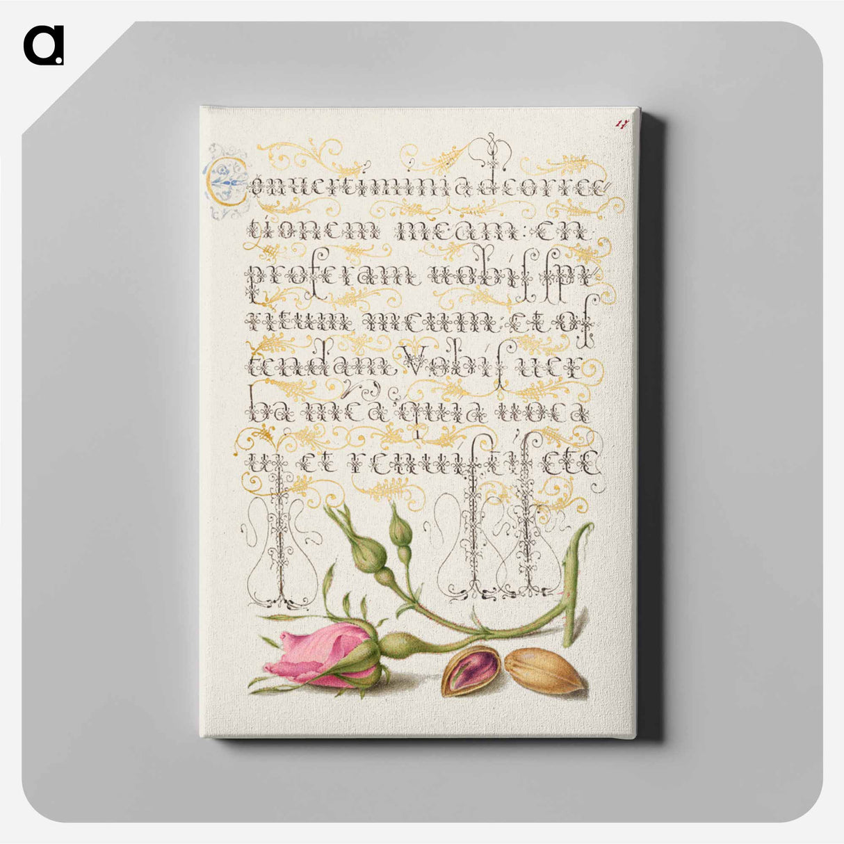 アートパネル-French Rose and Pistachio from Mira Calligraphiae Monumenta
- 書道のお手本 Canvas.