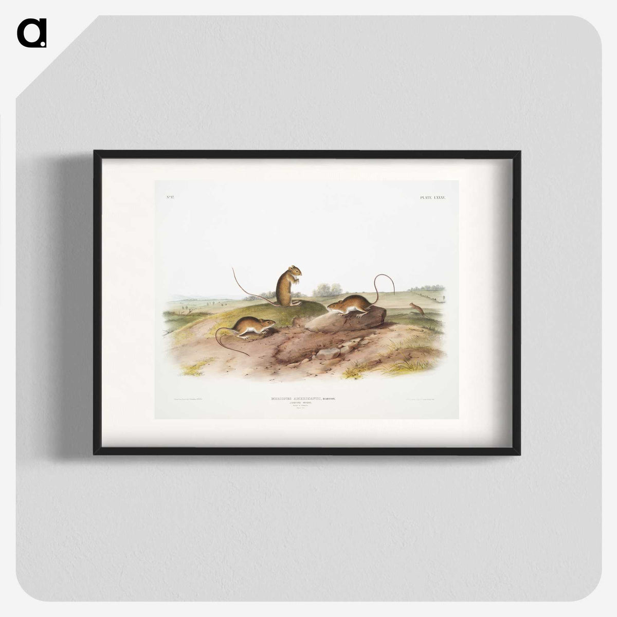 2-25_The-Viviparous-Quadrupeds_blk
