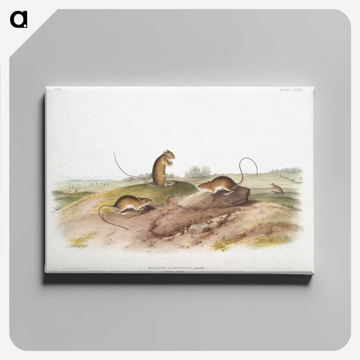 2-25_The-Viviparous-Quadrupeds_canvas