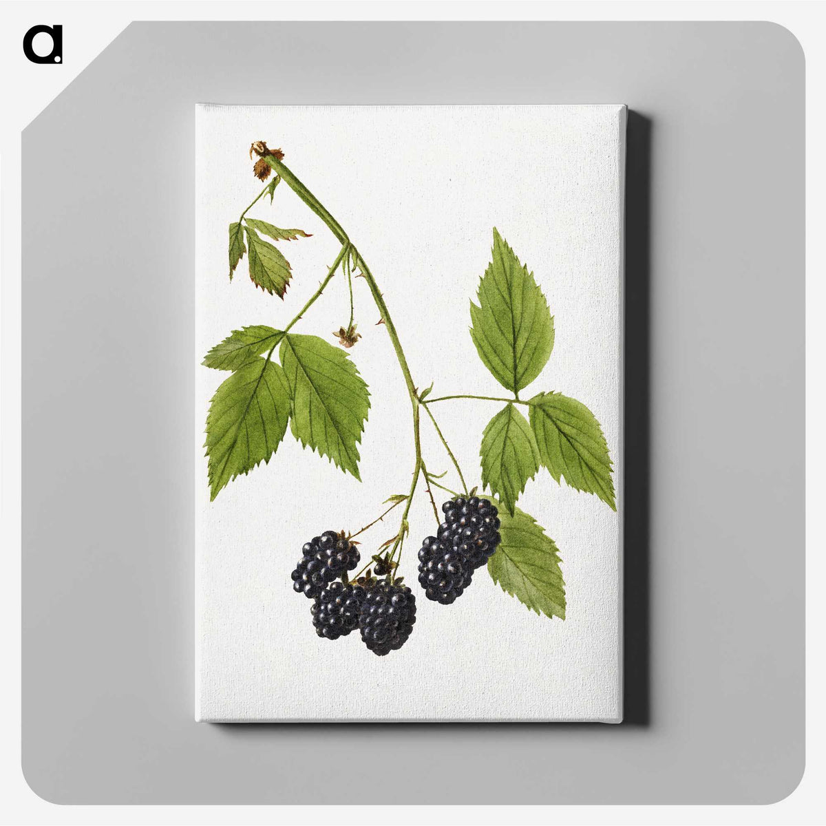 2-25_USDA-Watercolor-Fruit-Painting-Collection_canvas