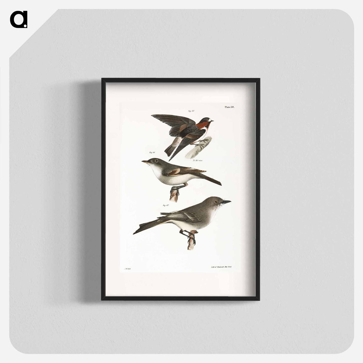 The Cliff Swallow - ニューヨークの動物学 Poster.