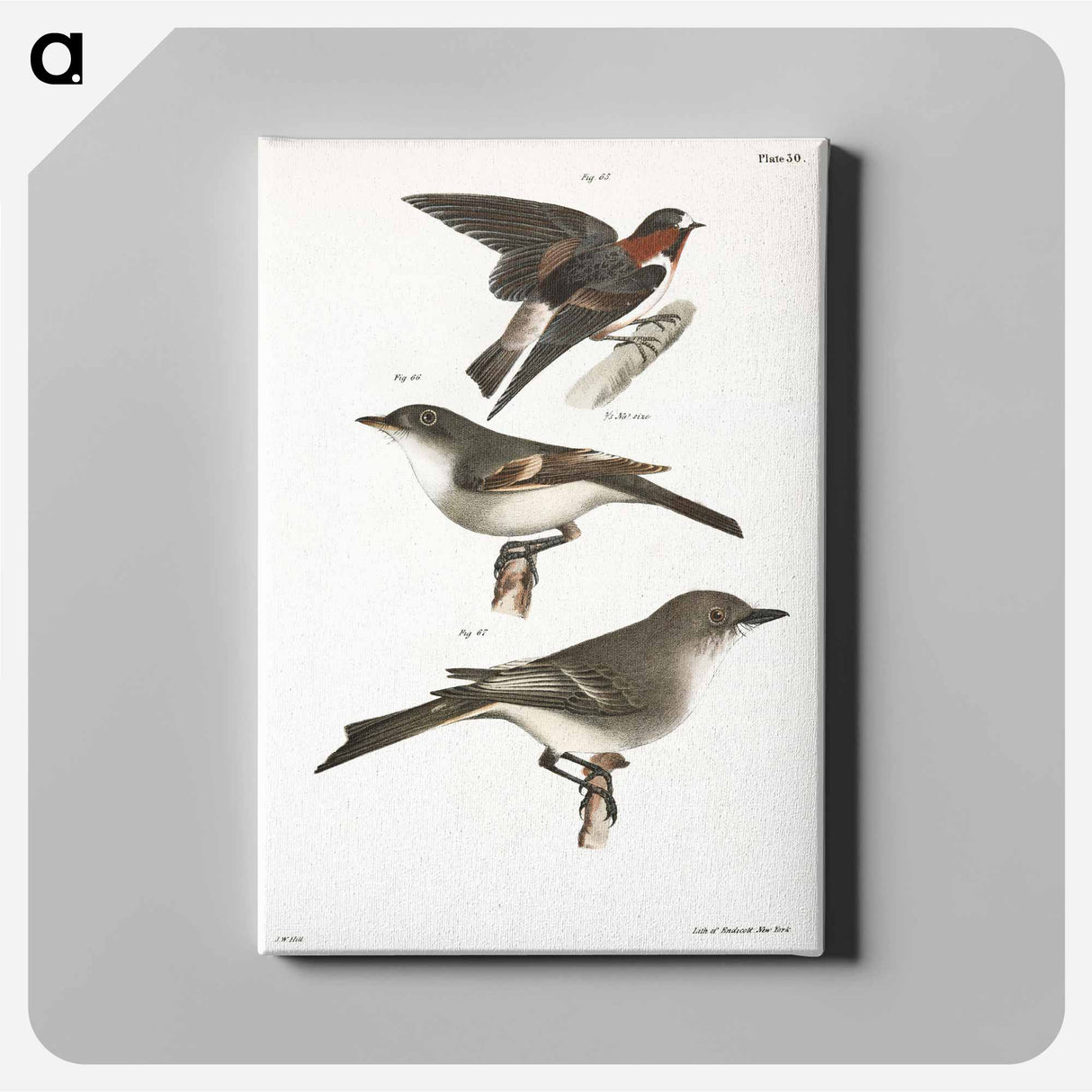 The Cliff Swallow - ニューヨークの動物学 Canvas.