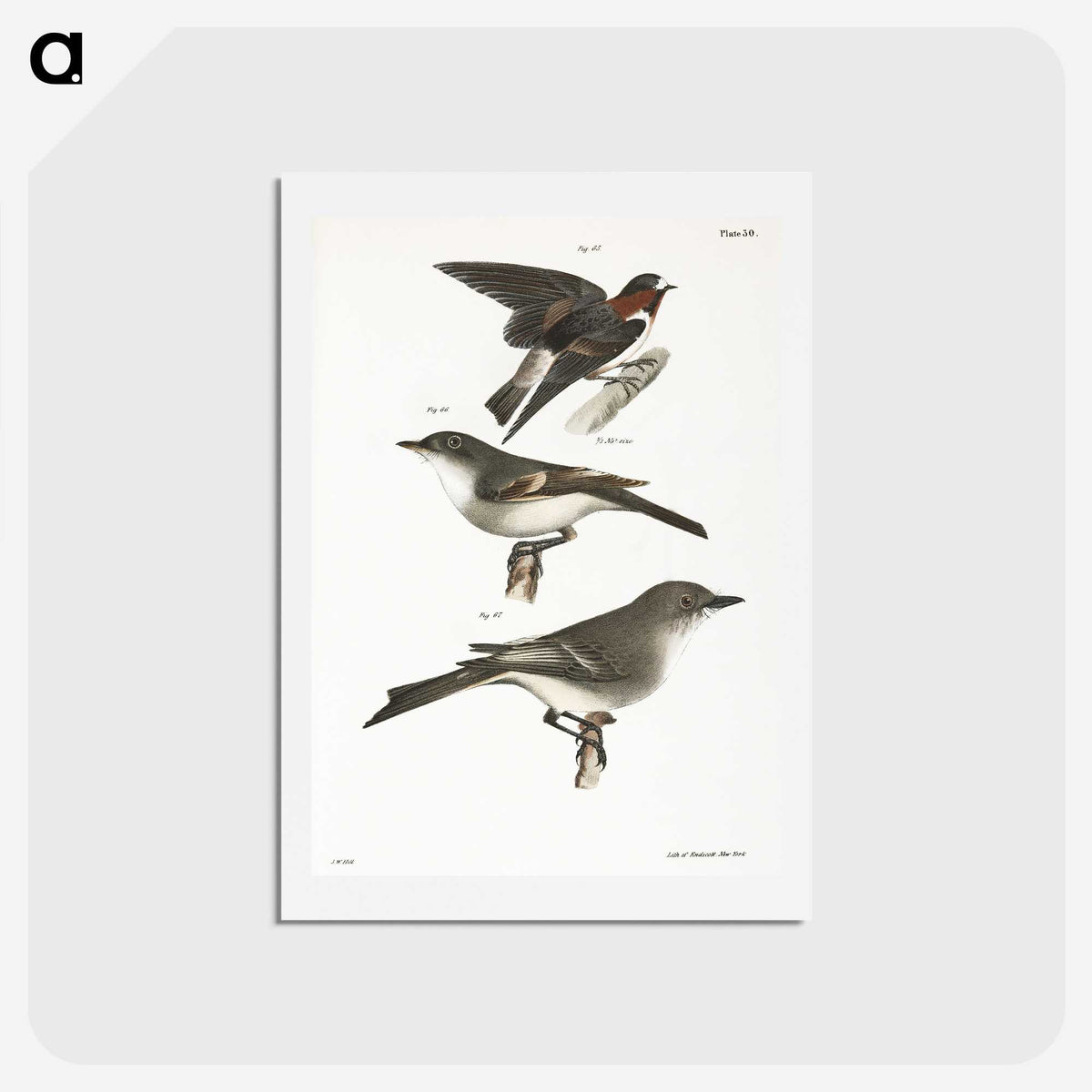 2-25_Zoology-of-New-York_hagaki