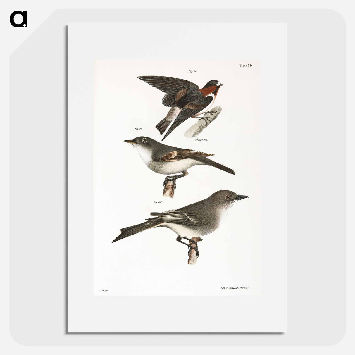 The Cliff Swallow - ニューヨークの動物学 Poster.