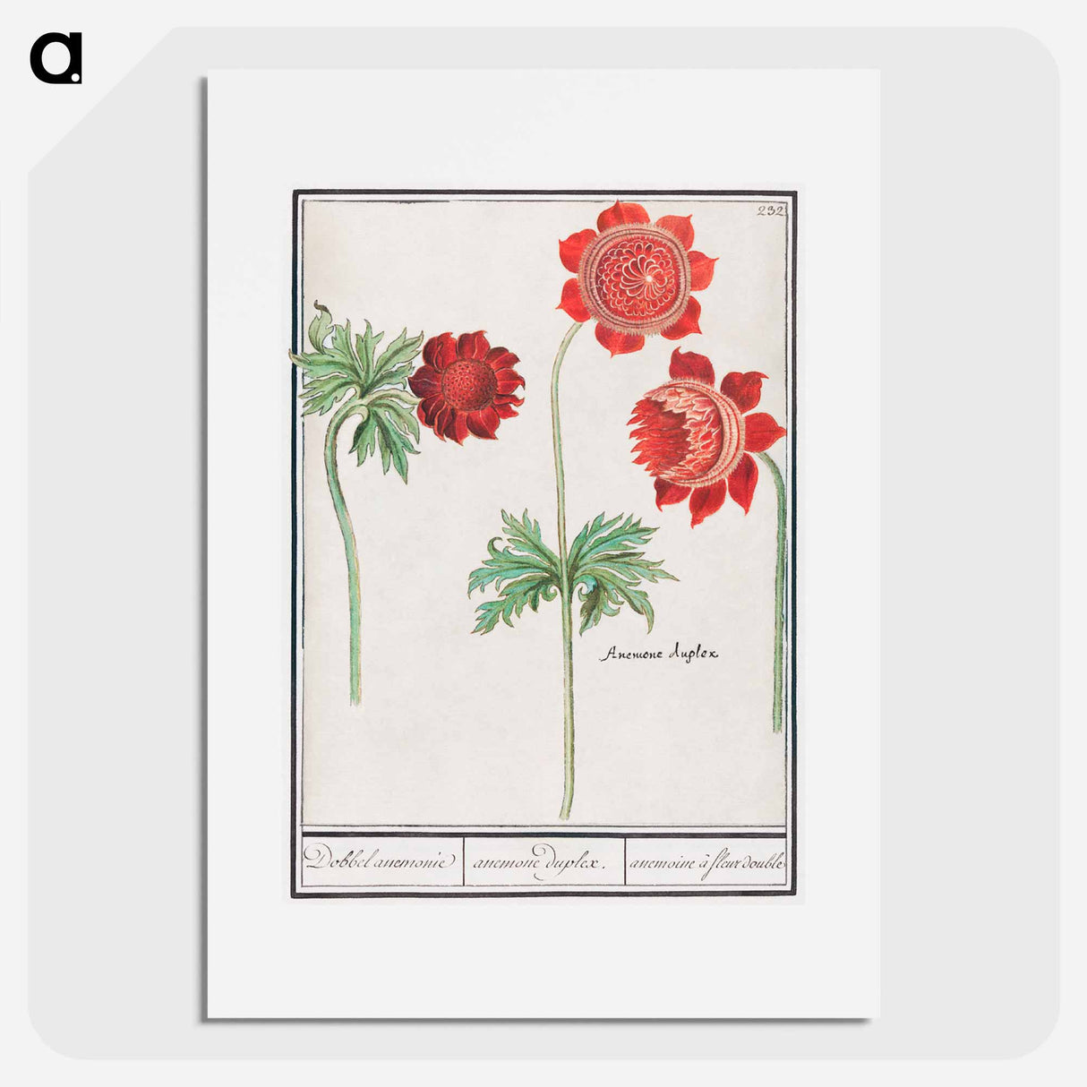 Peony and Anemone - アンセルムス ボエティウス デ ブート Poster.