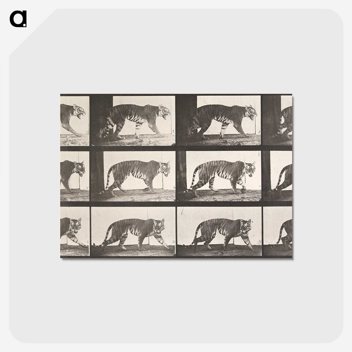 2-26_Eadweard-Muybridge_postcard