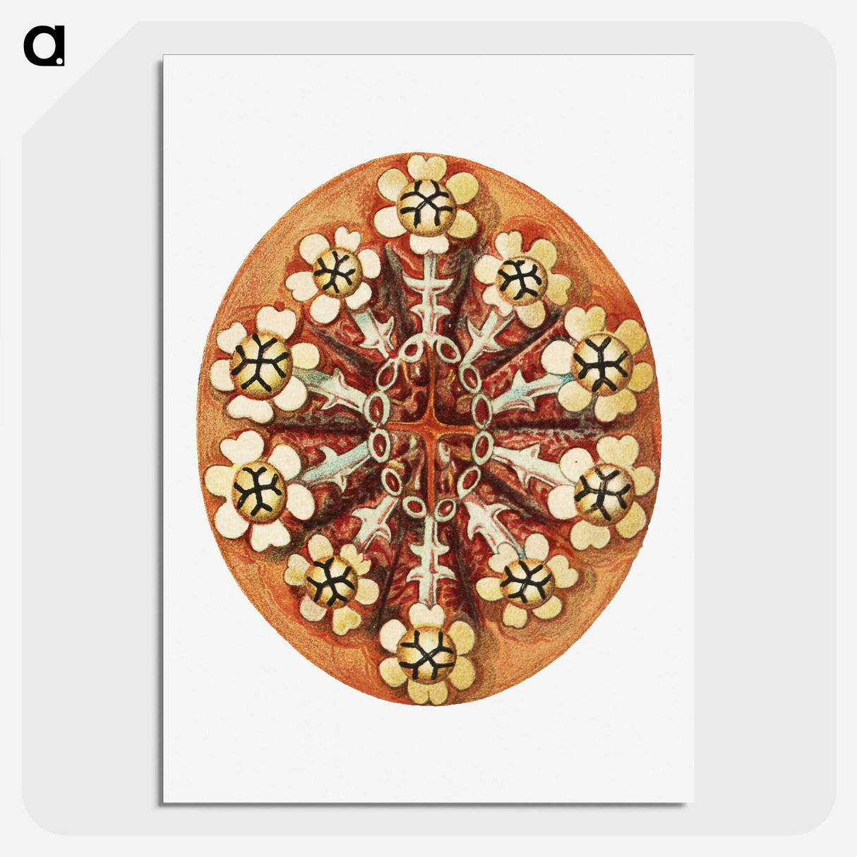 2-26_Ernst-Haeckel_picture-crop