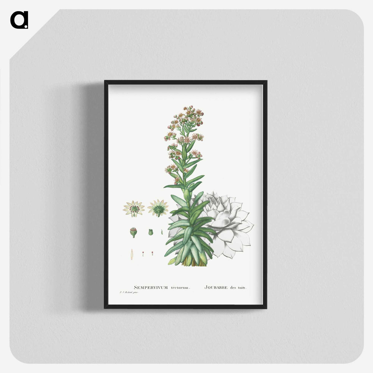 2-26_Histoire-des-Plantes-Grasses_blk-crop