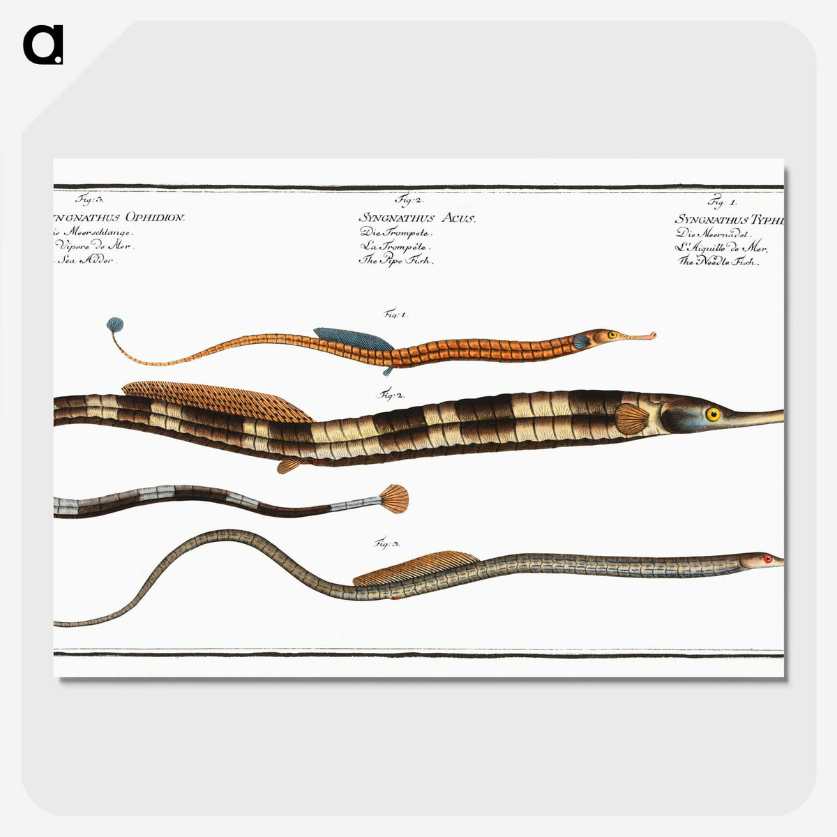 2-26_Ichtyologie-ou-Histoire-naturelle_picture-crop