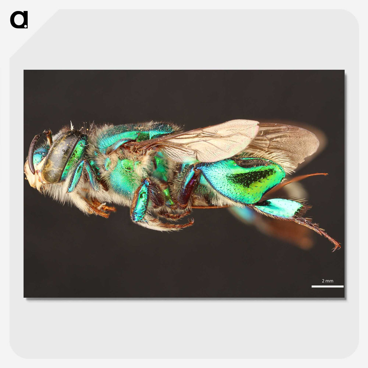 2-26_Insects-Unlocked-Project_picture-crop