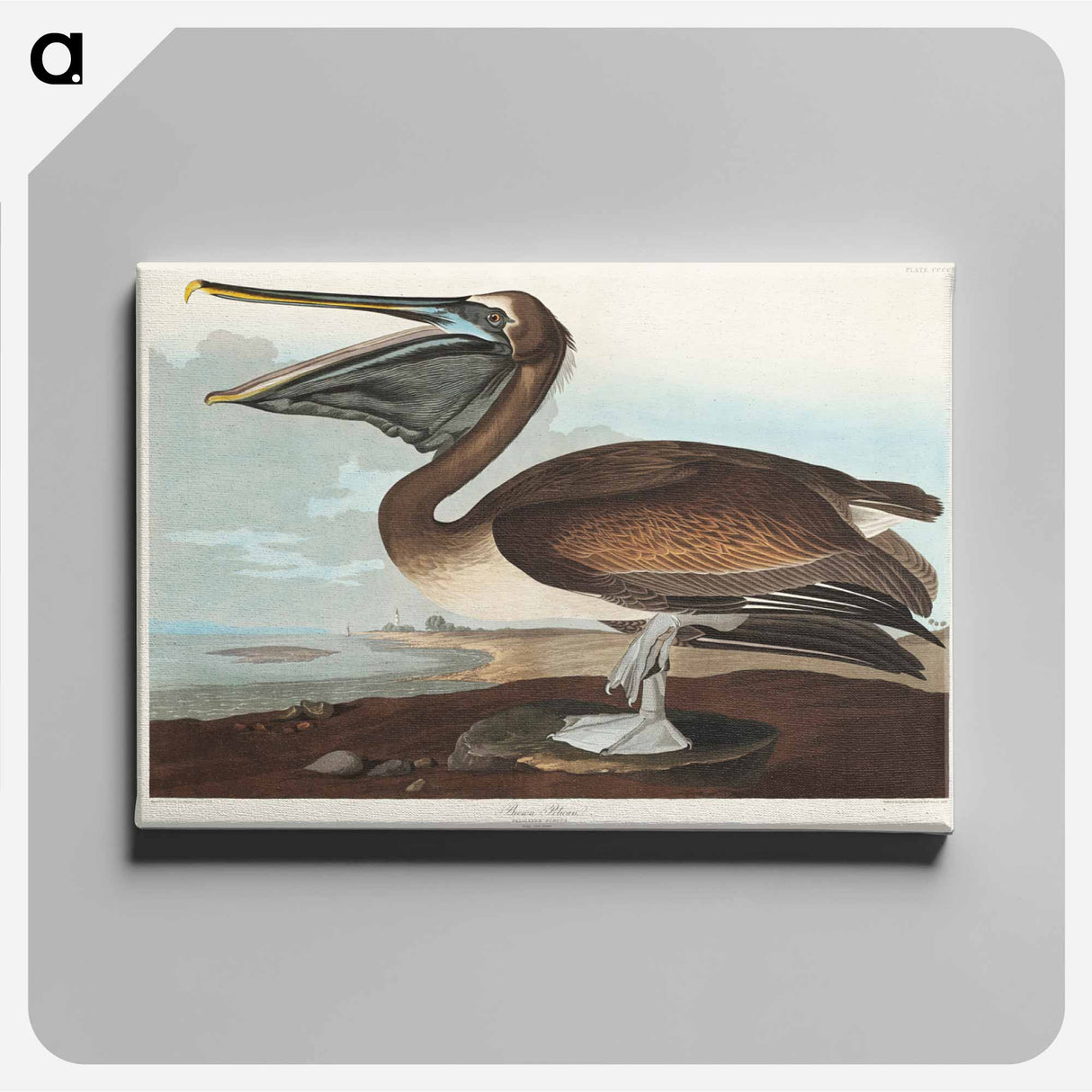 アートパネル-Brown Pelican
- ジョン ジェームス オーデュボン Canvas.
