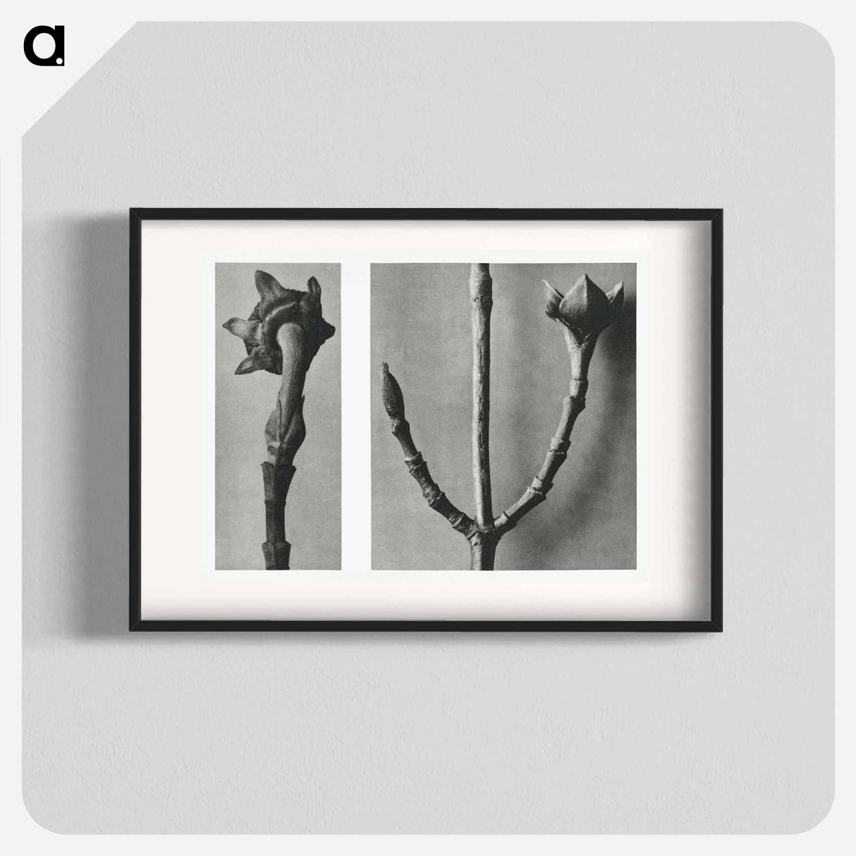 Cornus Nuttallii (Pacific Dogwood) young shoot enlarged 5 times and Cornus Officinalis (Common Dogwood) ramifications enlarged 8 times - カール ブロスフェルト Poster.