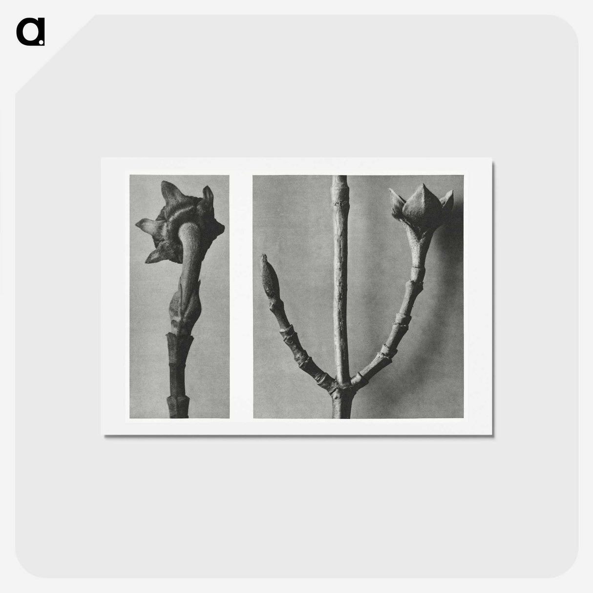 2-26_Karl-Blossfeldt_hagaki