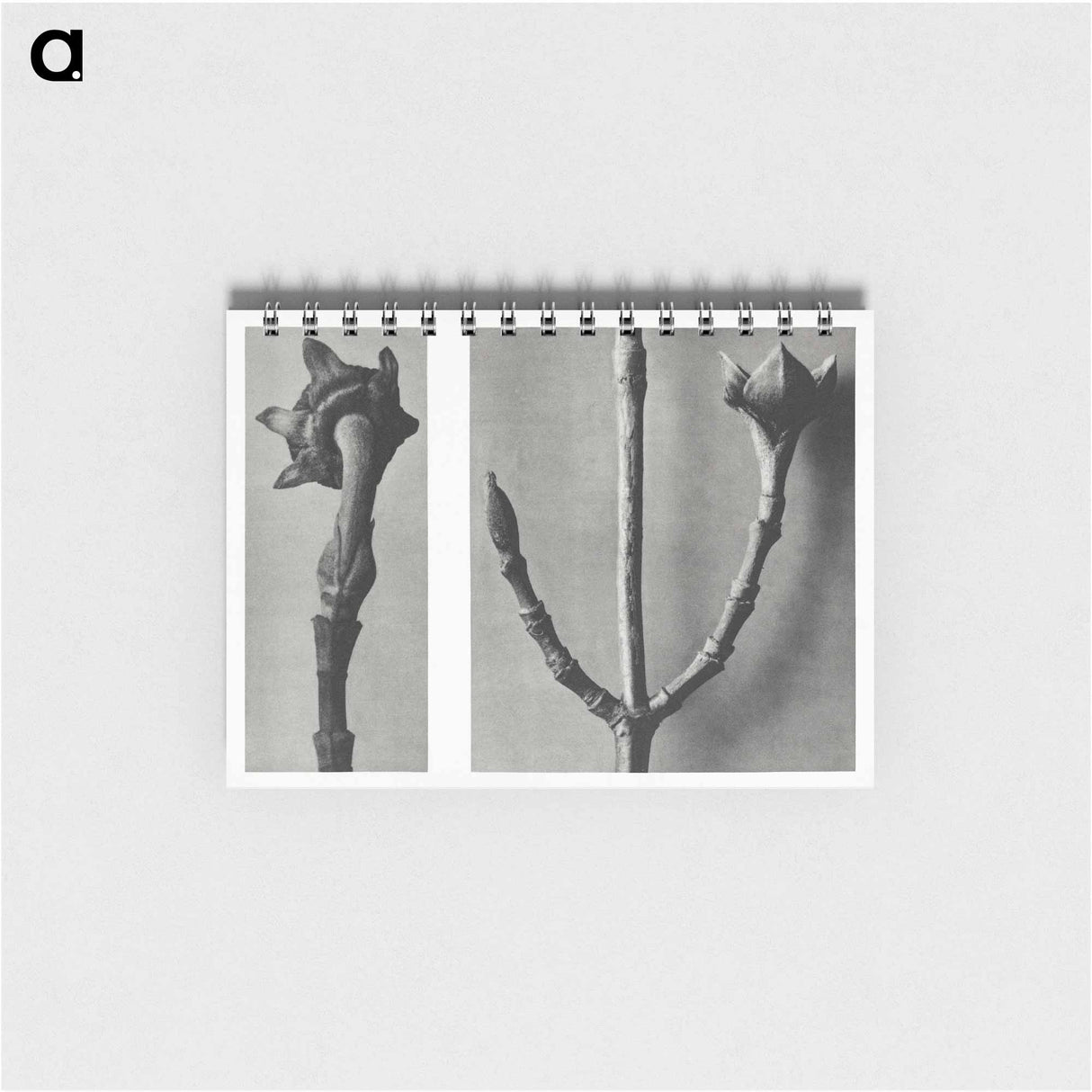 Cornus Nuttallii (Pacific Dogwood) young shoot enlarged 5 times and Cornus Officinalis (Common Dogwood) ramifications enlarged 8 times - カール ブロスフェルト Memo.