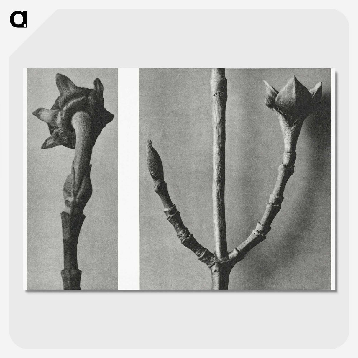 2-26_Karl-Blossfeldt_picture-crop