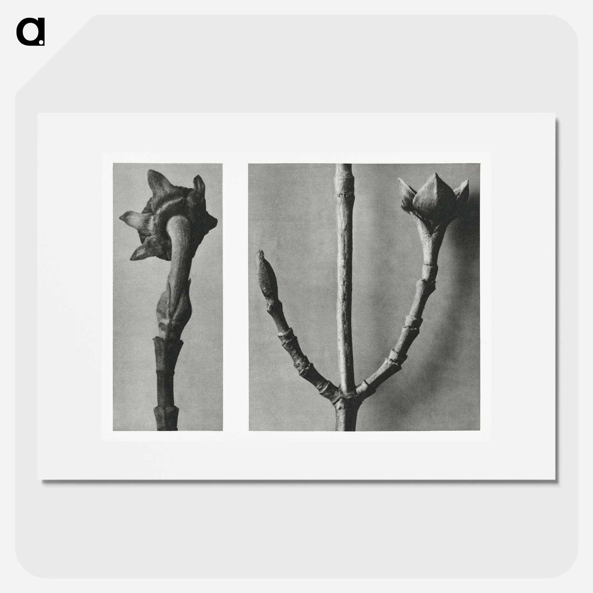 Cornus Nuttallii (Pacific Dogwood) young shoot enlarged 5 times and Cornus Officinalis (Common Dogwood) ramifications enlarged 8 times - カール ブロスフェルト Poster.