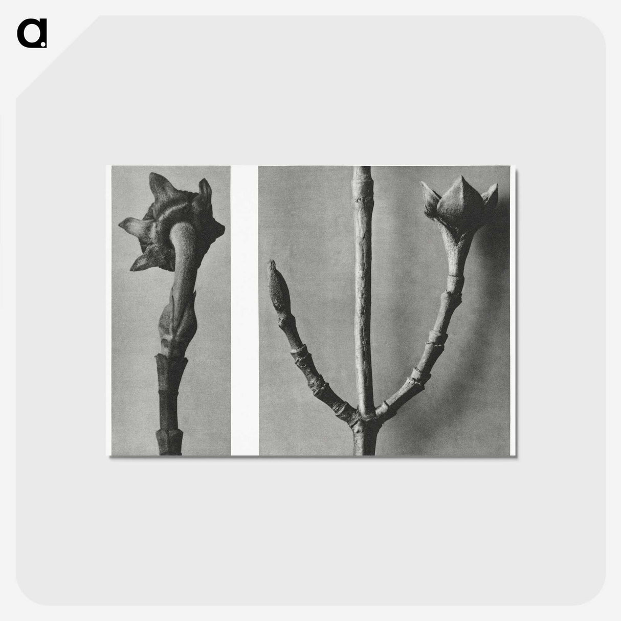 2-26_Karl-Blossfeldt_postcard