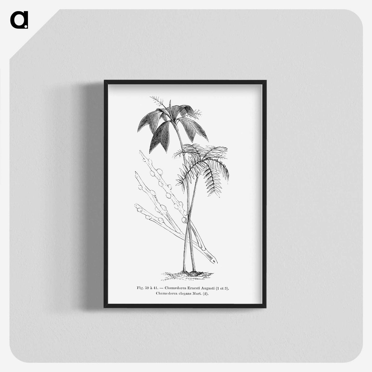 2-26_Les-Palmiers-Histoire-Iconographique_blk-crop