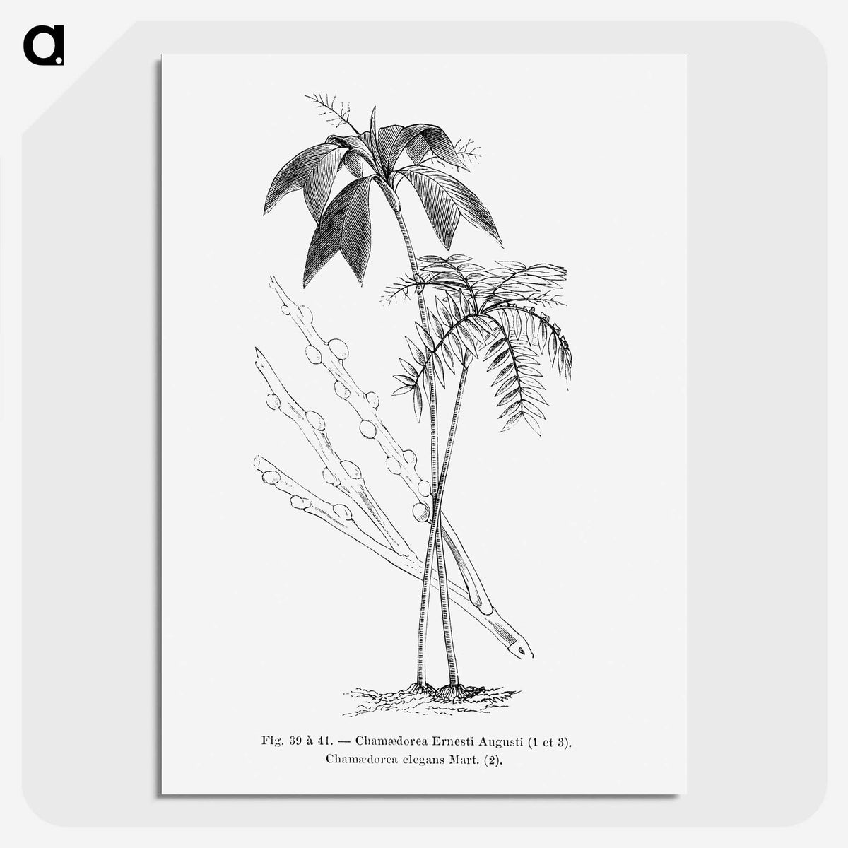 2-26_Les-Palmiers-Histoire-Iconographique_picture-crop
