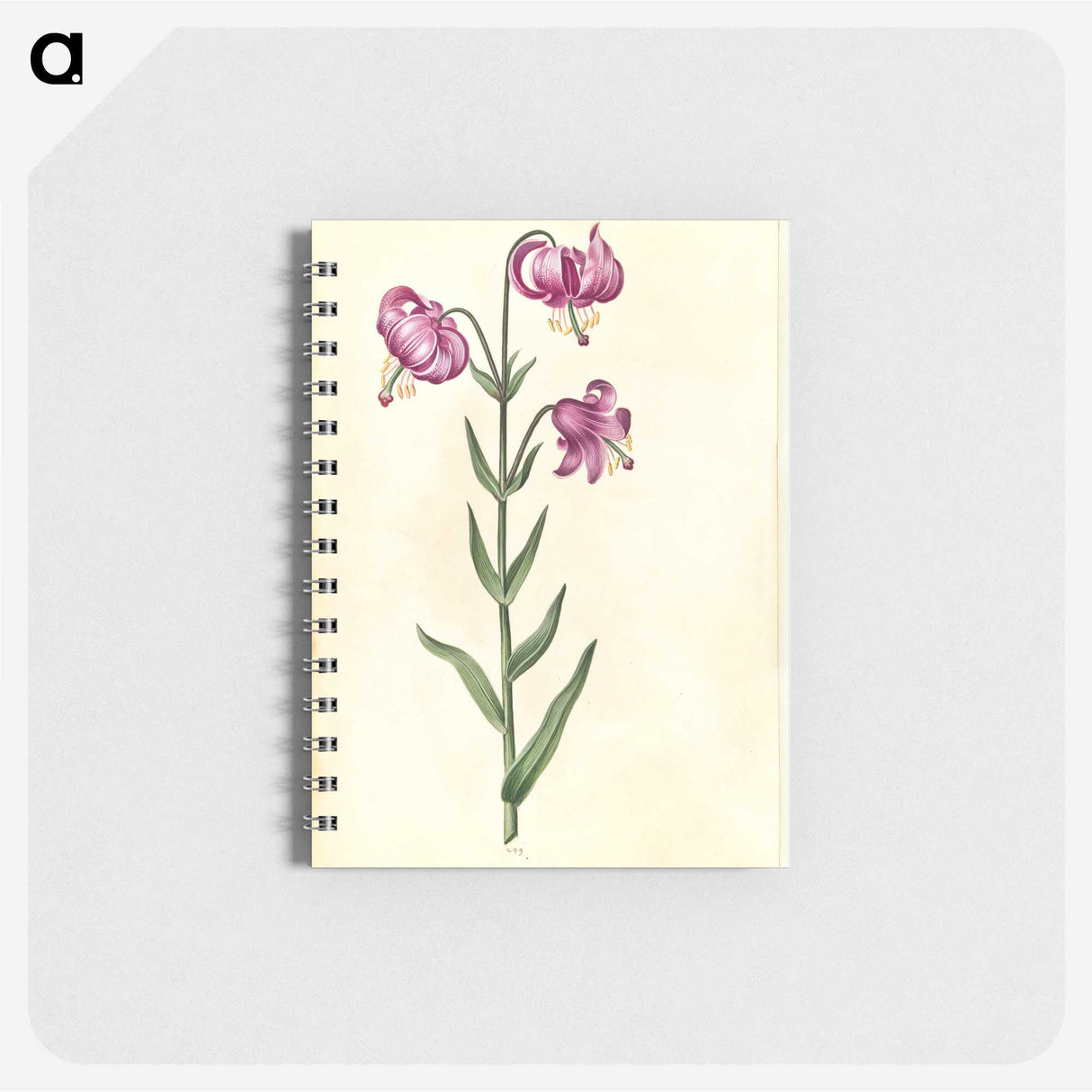 2-26_Maria-Sibylla-Merian_memo