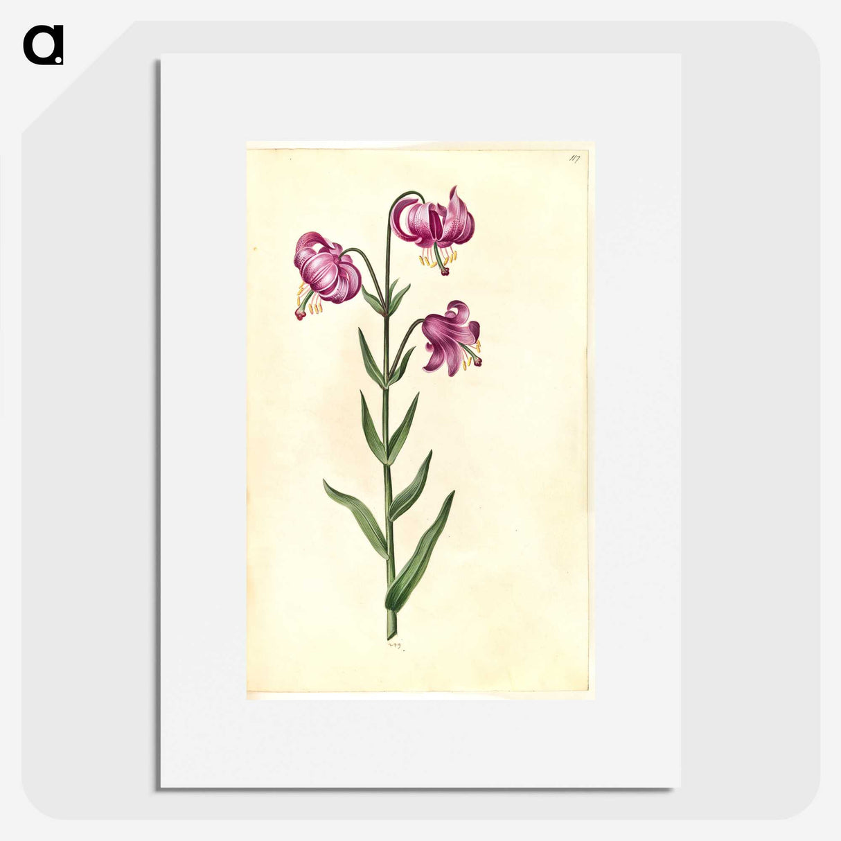 2-26_Maria-Sibylla-Merian_picture