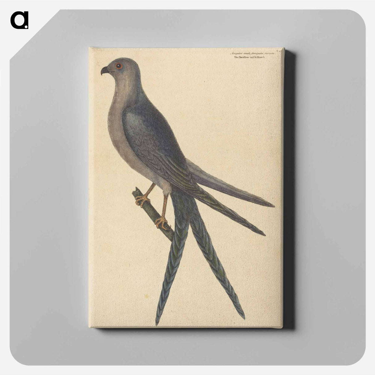 アートパネル-The Swallow Tail Hawk
- マーク ケイツビー Canvas.